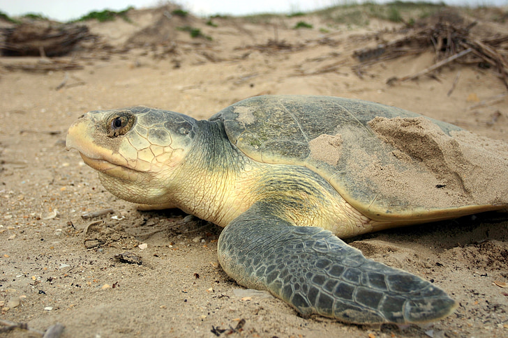 Kemp je ridley more kornjača, ugrožena, biljni i životinjski svijet, priroda, plaža, pijesak, oceana