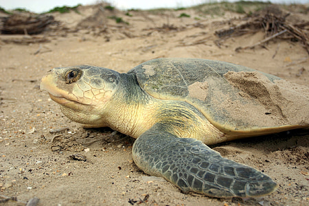 Kemp je ridley mořská želva, ohrožení, volně žijící zvířata, Příroda, pláž, písek, oceán