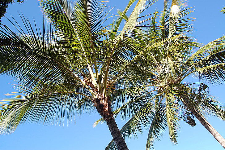 Пальмовые деревья, Лето, Австралия, Вайя