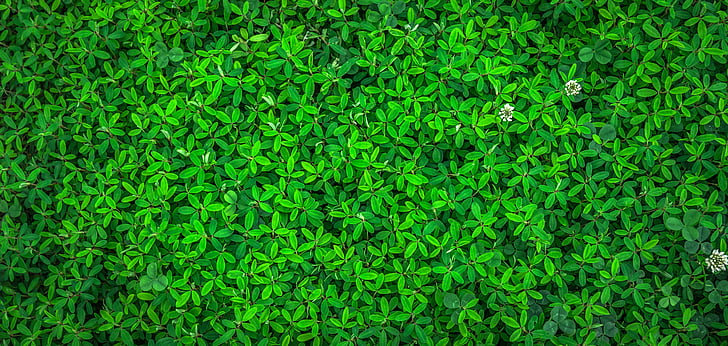 leaf, nature, green, spring, abstract, plants, herb
