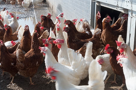 chicken, hen, factory farming, running, gehege, brown, white