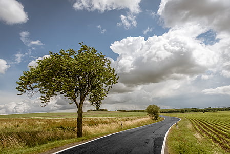 green, leaf, tree, beside, black, concrete, road