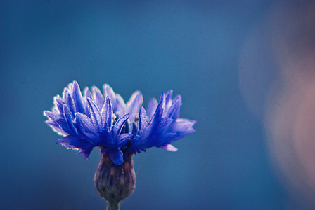 cornflowers, flor de color blau, flor