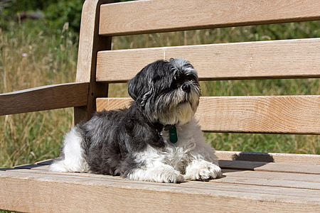shih tzu, dog, laying, bench, seat, wooden, resting