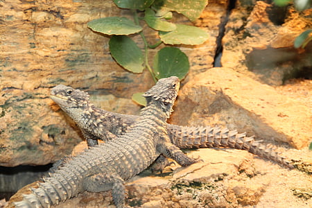 lizards, reptile, iguanas, monitor lizards, exotic, scale