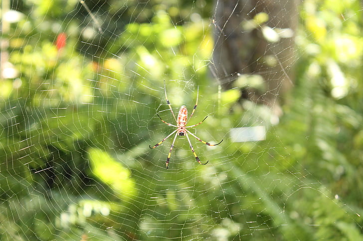 edderkop, insekt, natur, isoleret, bug, fare, Web