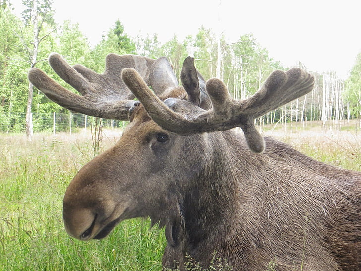 Moose, Svezia, antler, animale