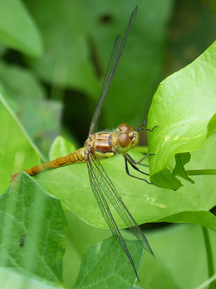 Dragonfly, Žlutá vážka, Cordulegaster boltonii, listy