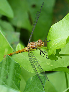 Dragonfly, kollane kiil roosadel, cordulegaster boltonii, lehed