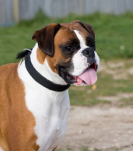 Boxer, cão, canino, animal de estimação, animal, raça, linda