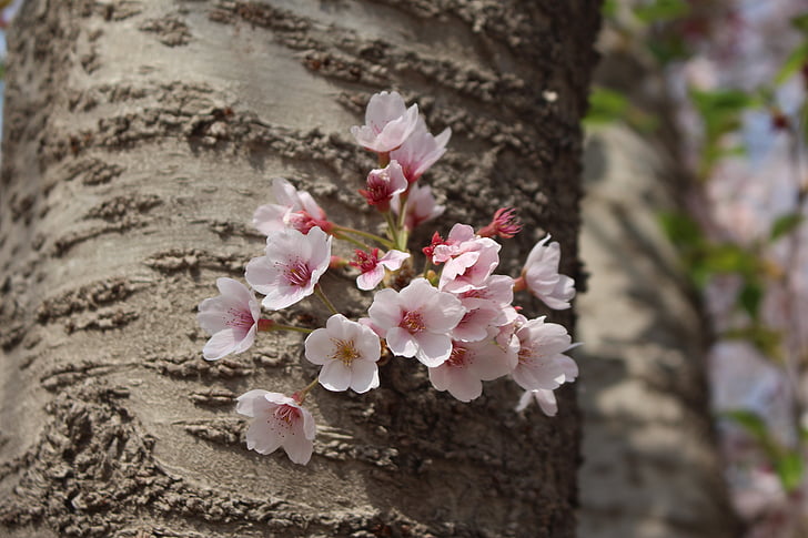 flor de cerejeira, macro, Port arthur