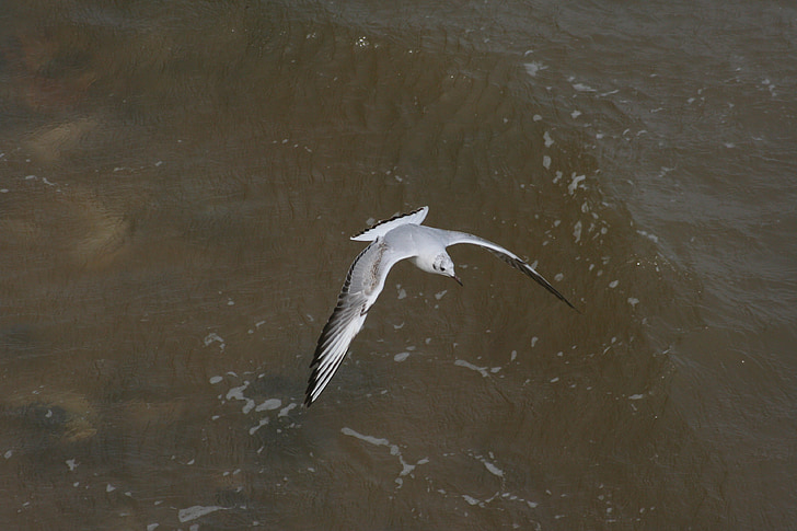 seagull, gull, bird, flight, sea, southwold