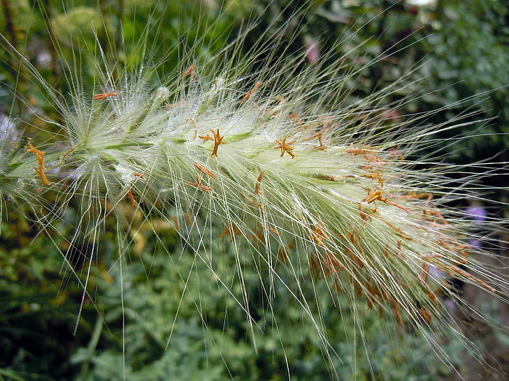 grasses, plant, green, hairy