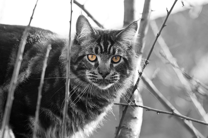 kočka, Mainecoon, strom, oči, Cat portrét, portrét, makrela