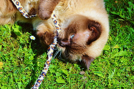 british shorthair, cat, play, mieze, thoroughbred, dear, fur