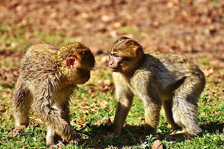 berber monkeys, play, cute, endangered species, monkey mountain salem, animal, wild animal