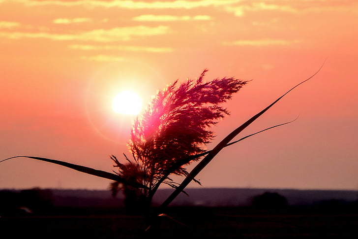 sunrise, rush, reed, reeds, nature, landscape, sunset