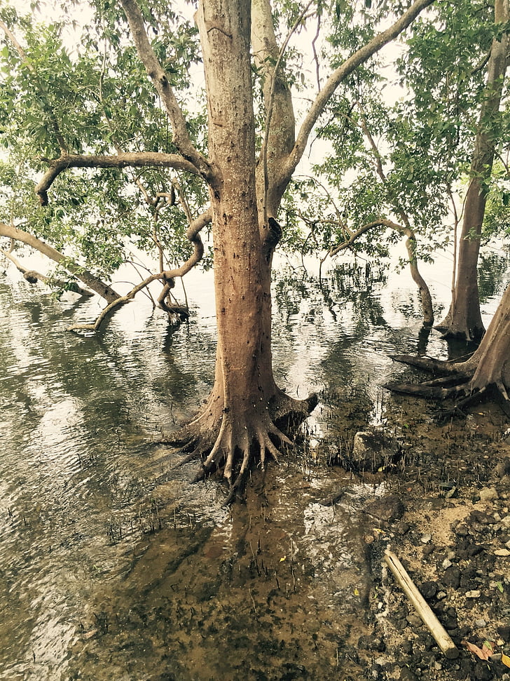 mangrova, močvara, priroda, drvo, tropska, ekosustav, Obala