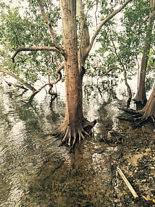 mangrovie, palude, natura, albero, Tropical, ecosistema, Costa