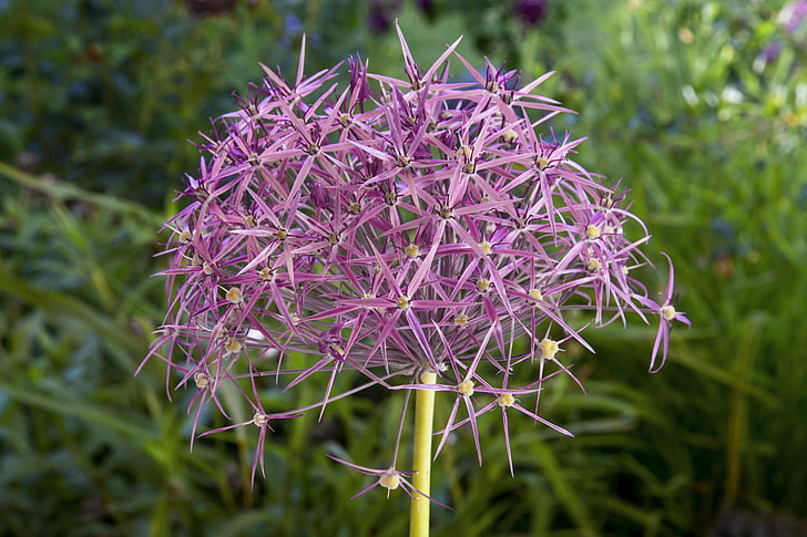 Starlight-lauch, Allium cristophii, hage ball-lauch, ballen, lilla, anlegget, hage
