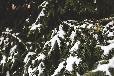 tremulo, Evergreen, albero, neve, inverno, ramo, rami