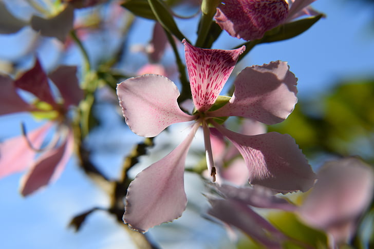 nature, plant, orchid