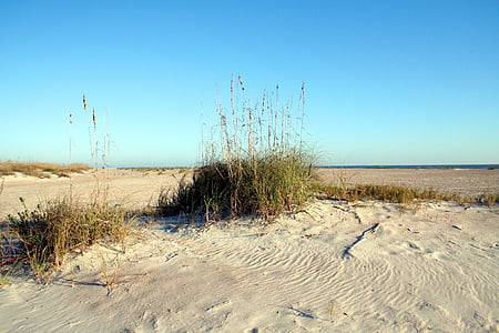 海景, 海燕麦, 海洋, 沙子, 佛罗里达州, 草, 沙丘