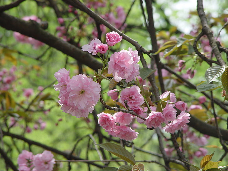 árvore, flor, Primavera, Vernal, -de-rosa, flor-de-rosa, flor de cereja