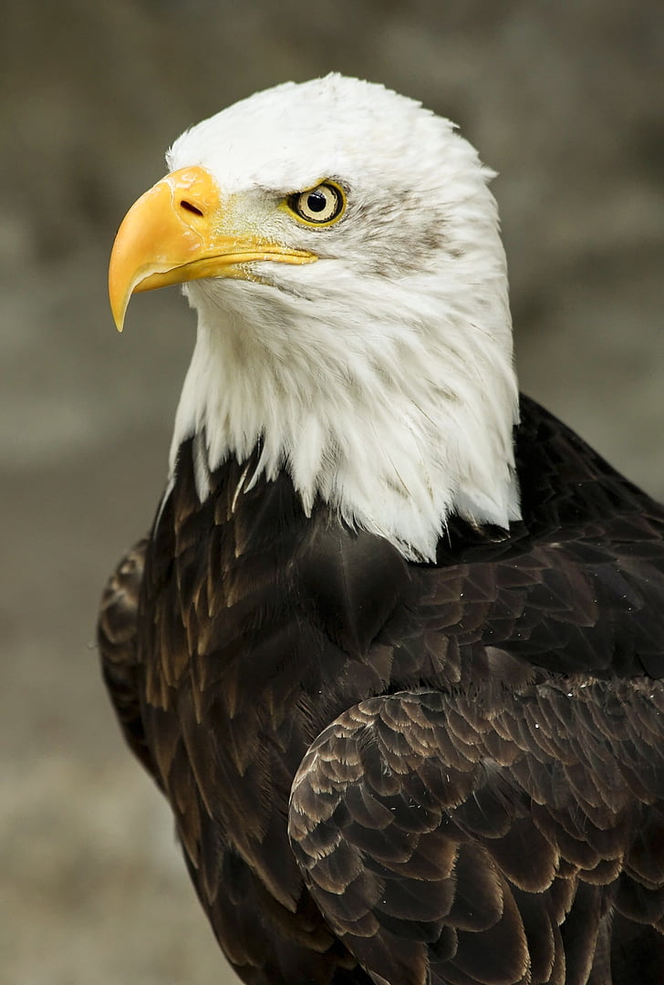 skallig, Eagle, Stäng, fotografering, skönhet, naturen, Bald eagle