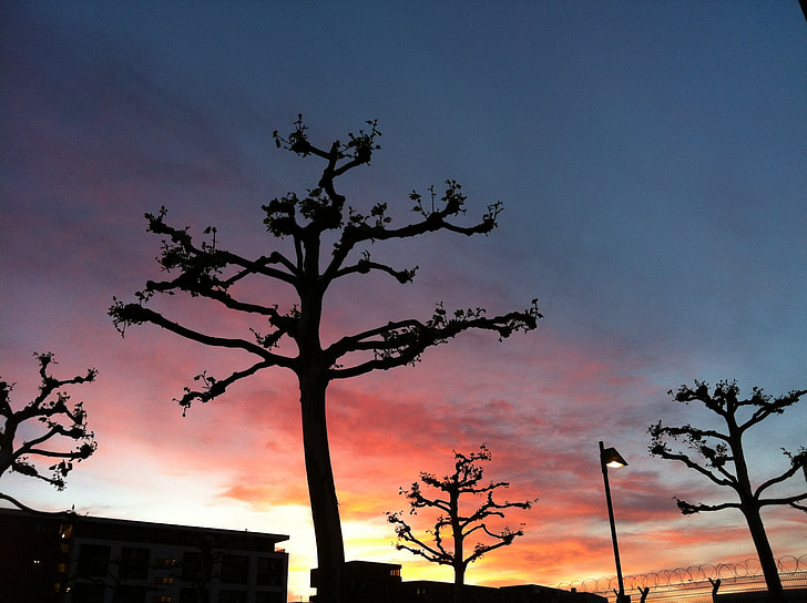 sunset, plane trees, sky, clouds