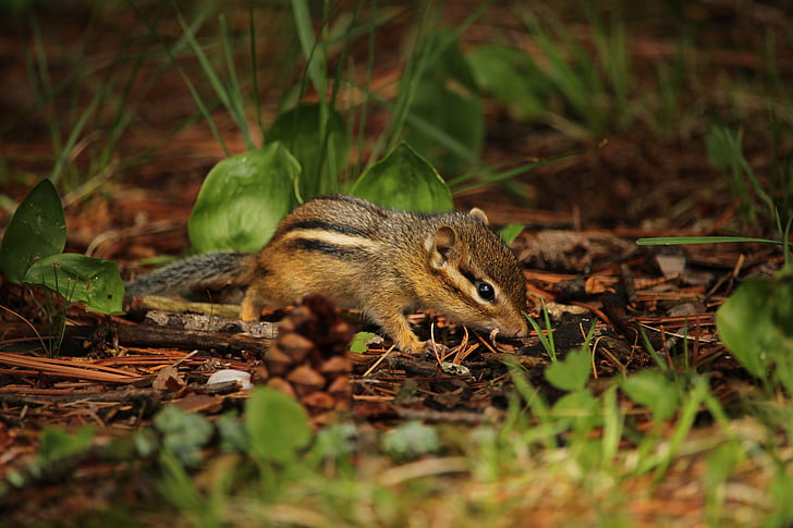 esquilo, pequeno, roedor, jovem, explorando, mamífero, vida selvagem