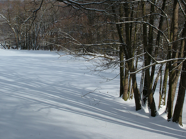 Inverno, árvores, sombra clara, neve
