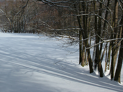 взимку, дерева, світлі тіні, сніг