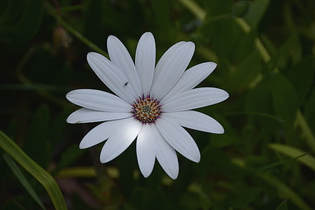 Blumen, Insekt, Marguerite, Natur, weiße Blume, Blütenblätter, Flora