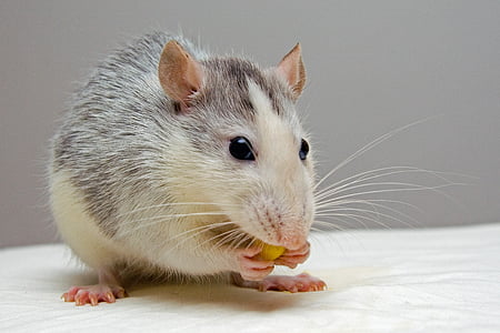 rato, animais de estimação, comer, roedor, animal, bonito, mamífero