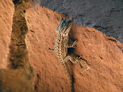 desert iguana, lizard, animal, scale, reptile, nature