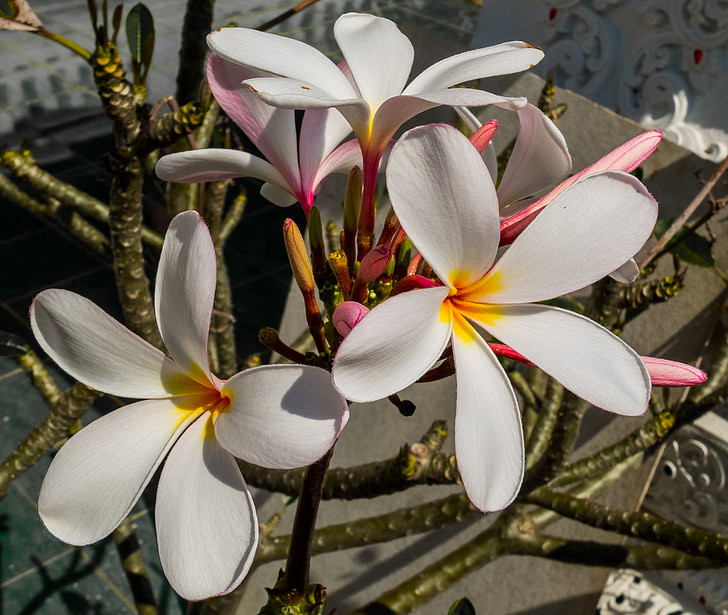 flor, floración, flor, Blanco, amarillo, Frangipani, Plumeria