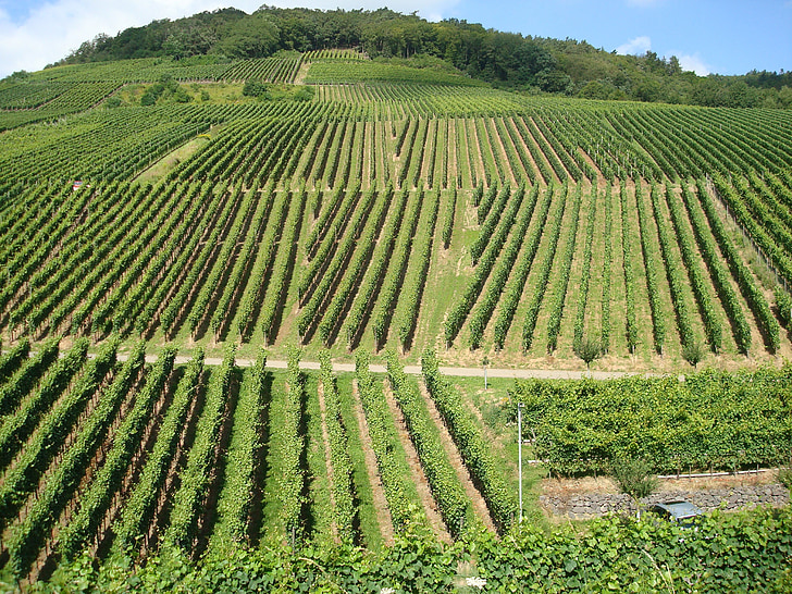 ブドウ畑, ワイン醸造, 自然, 風景, ワイン, ドイツ, レブストック