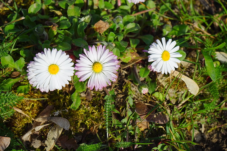 Daisy, bloem, Blossom, Bloom, wit, Bellis filosofie, meerjarige daisy
