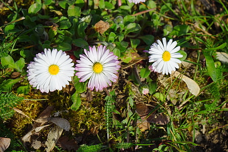 Daisy, blomma, Blossom, Bloom, vit, Bellis filosofi, fleråriga daisy