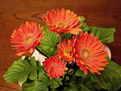 Gerbera, fiori di primavera, piante in vaso