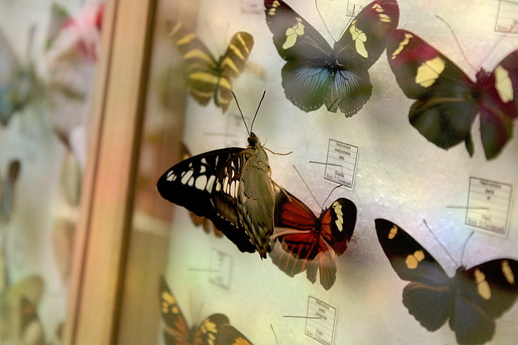 marco de la, mariposas, colección, vidrio, naturaleza, animales, insectos
