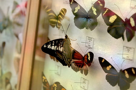 ramme, sommerfugle, samling, glas, natur, dyr, insekt