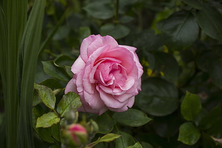 tõusis, lill, õis, Bloom, roos õitseb, roosa roos, loodus