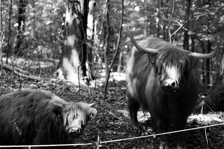 Buffalo, registrazione bianco nero, Foto di animali, natura
