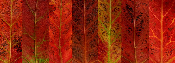 autumn, fall, leaf, leaves, red, veins, seasons