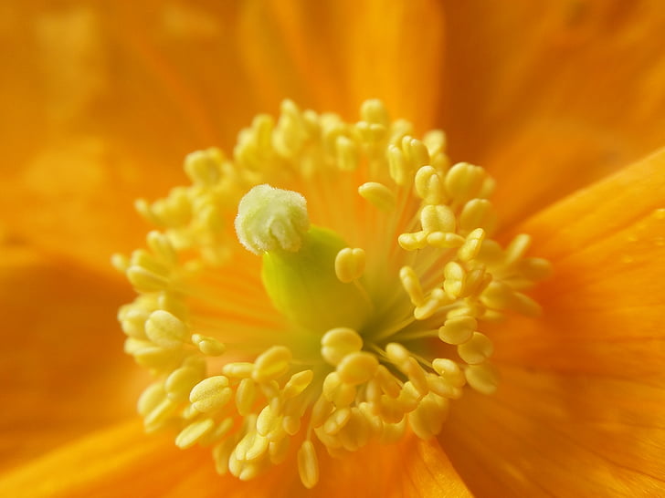 квітка, крупним планом, Весна, жовтий, яскраві, цвітіння, Пилок