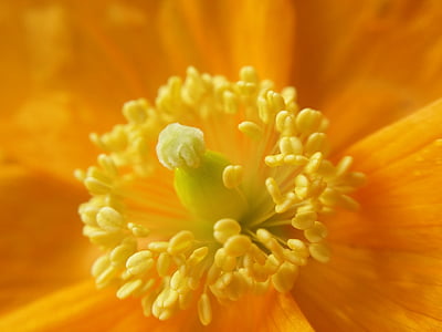 floare, până aproape, primavara, galben, luminoase, floare, polen
