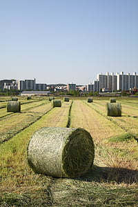 Landwirtschaft, Republik korea, Bauernhof-Wasser, die koreanische Landschaft, Bauernhof, Ernte, Landwirtschaft