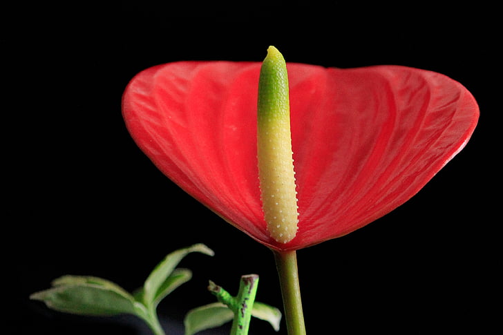 Anthurium, flor, floración, rojo